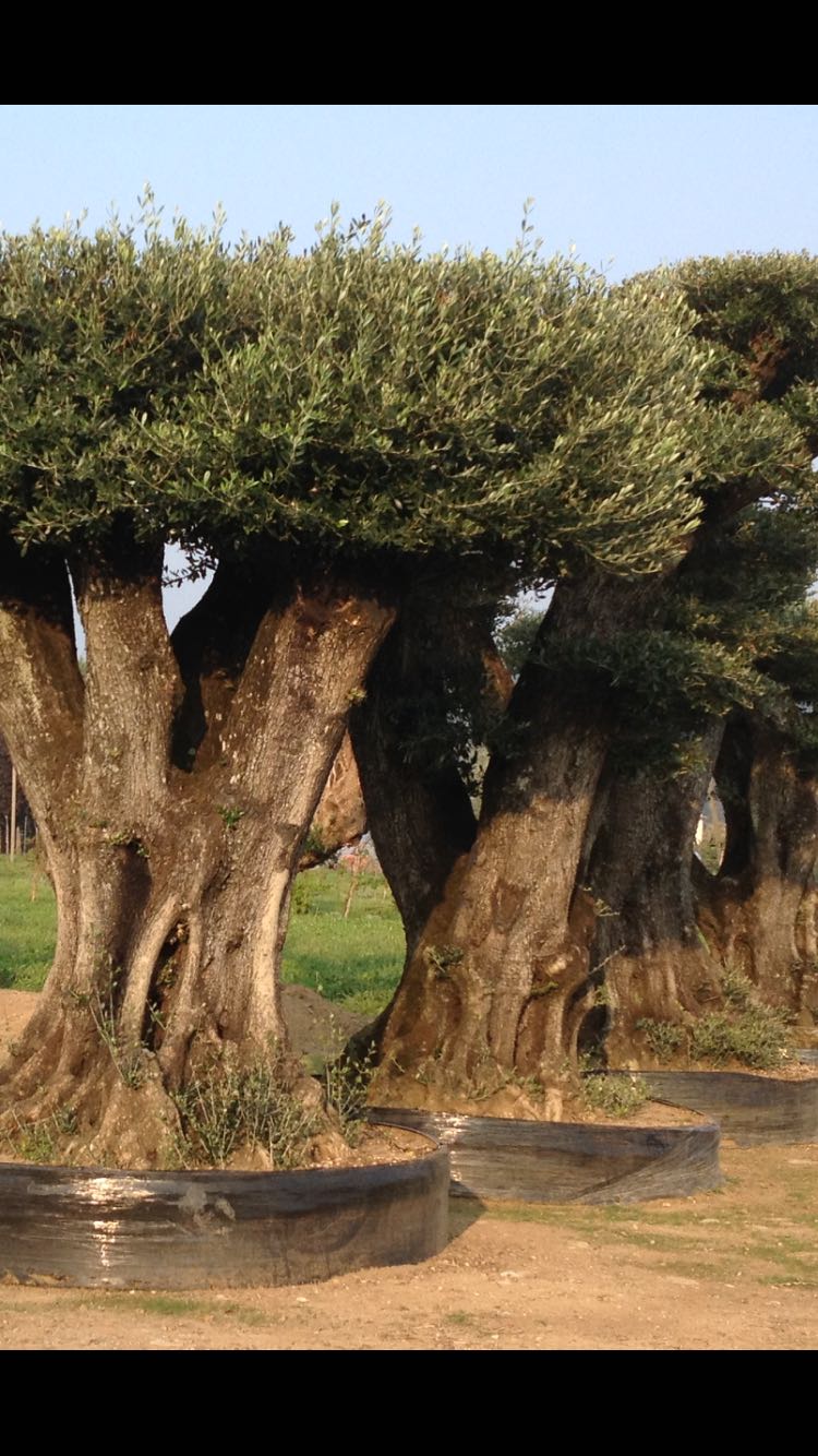 OLIVI MILLENARI MACROBONSAI
